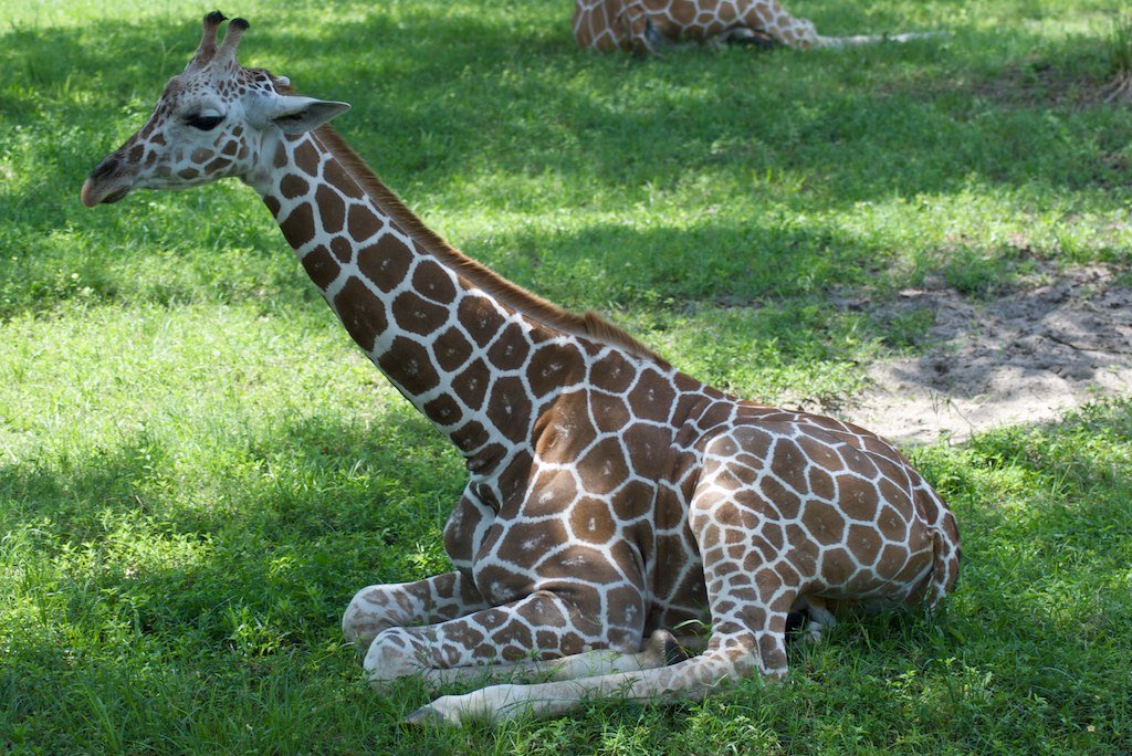 Young Giraffes: Born for the Challenge (image credits: flickr)