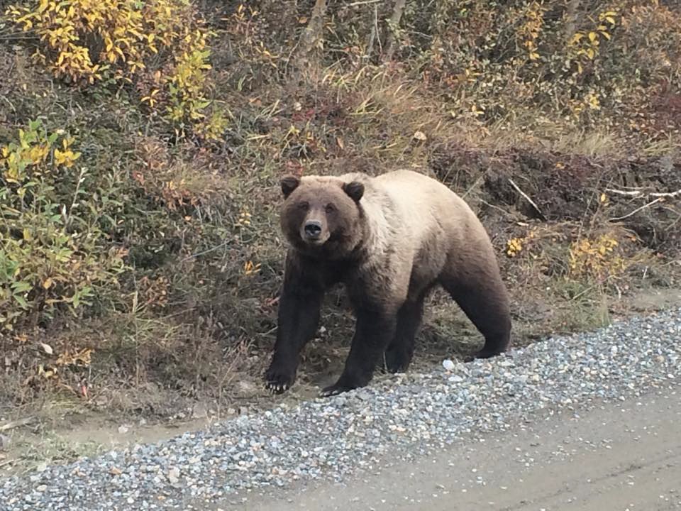 Conservation Efforts: Protecting the Aurora Bear Habitat (image credits: flickr)