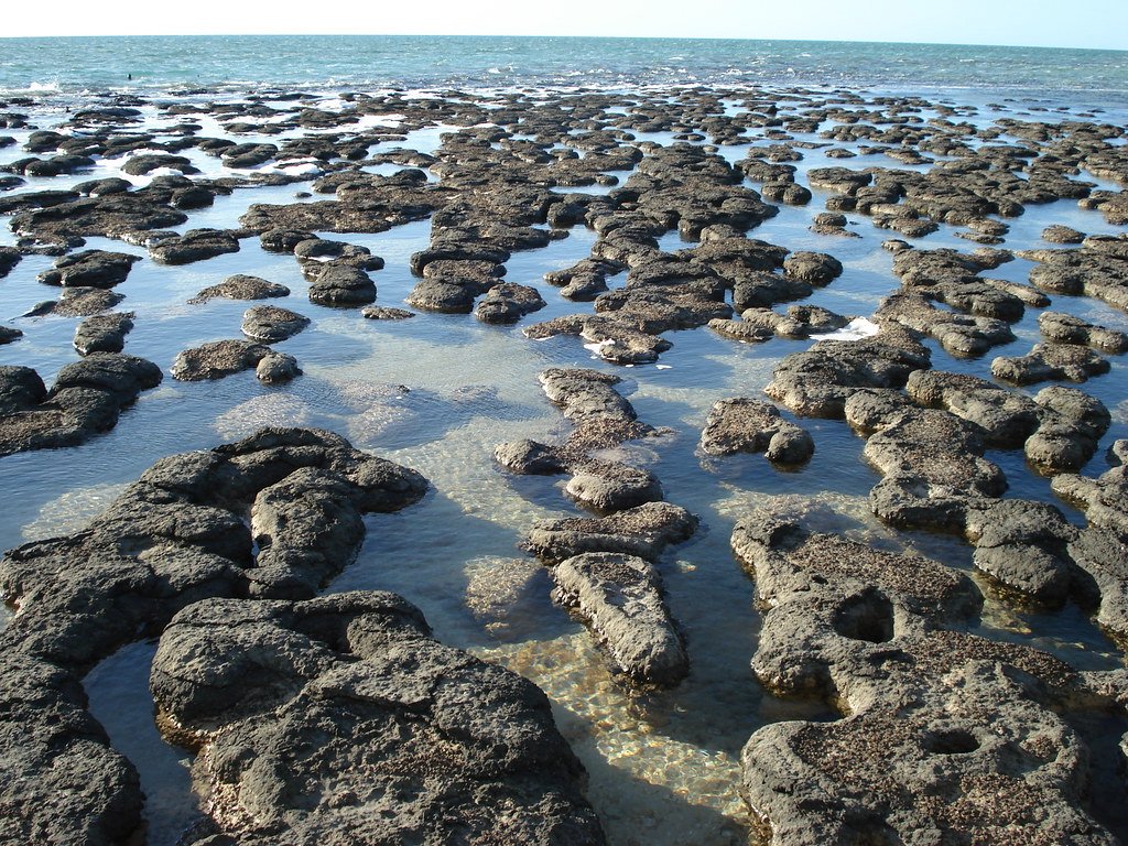 Stromatolites: Earth's Ancient Architects (image credits: flickr)