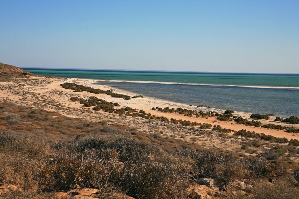 Microbial Fossils in Shark Bay: Where Life on Earth May Have Started