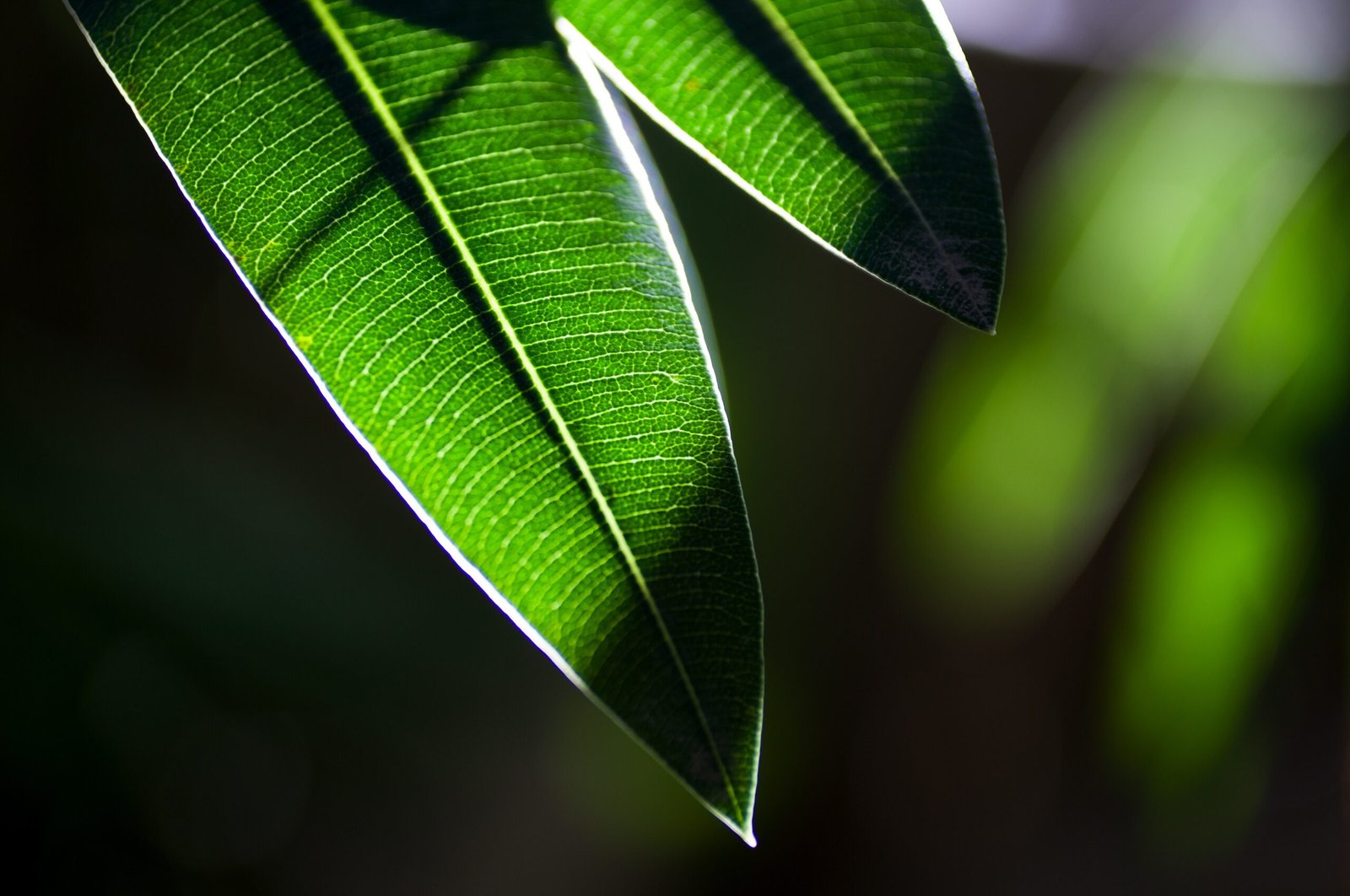 Photosynthesis: The Green Magic Trick (image credits: wikimedia)