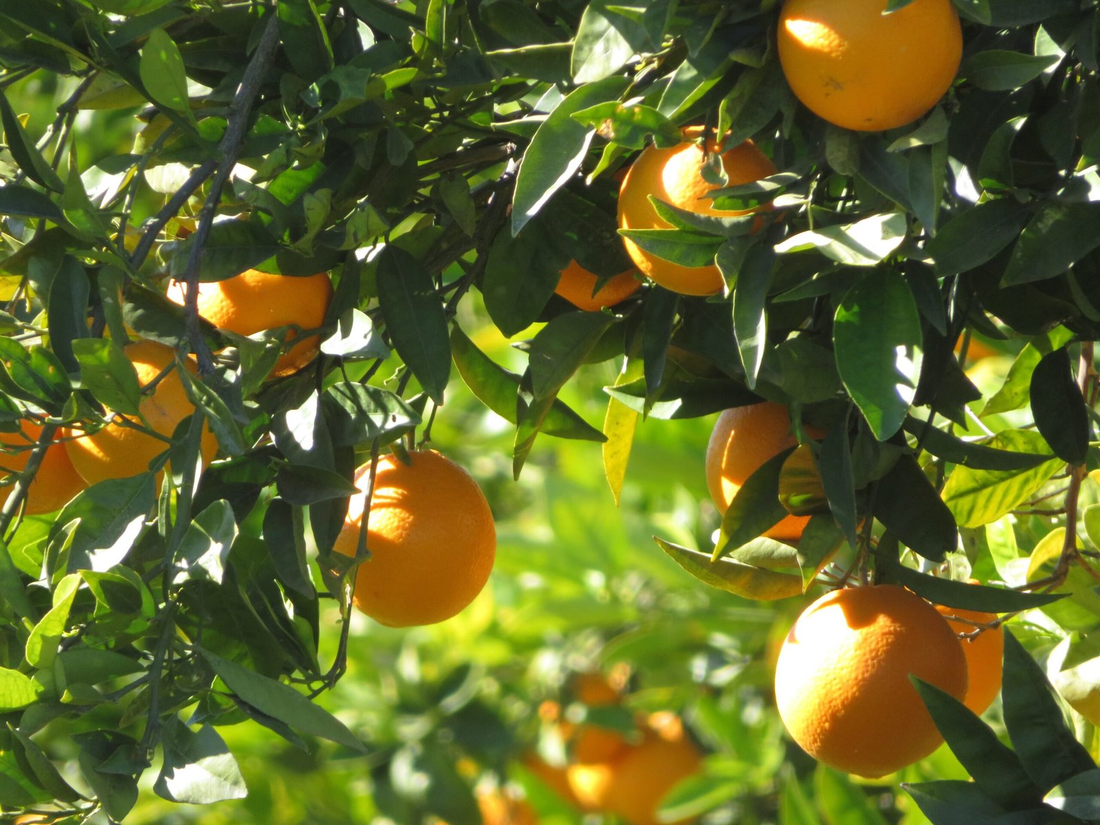 Florida's Citrus Comeback (image credits: wikimedia)
