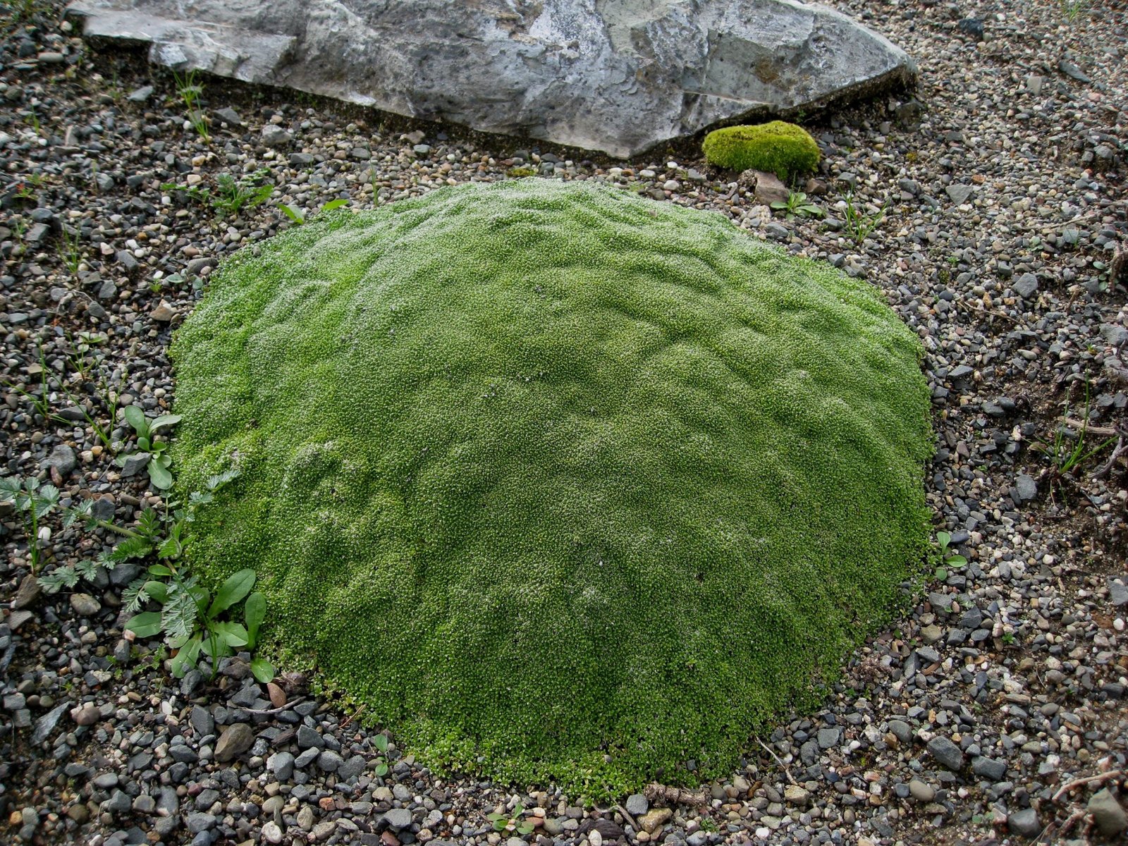 The Ingenious Design of Cushion Plants (image credits: wikimedia)