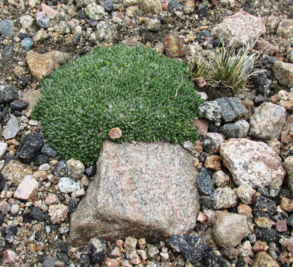 Photosynthesis on the Edge (image credits: flickr)