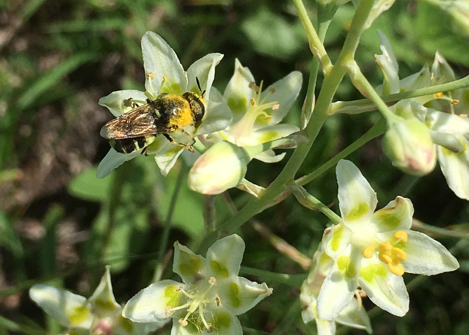 Pollinator Partnerships in the Cold (image credits: wikimedia)