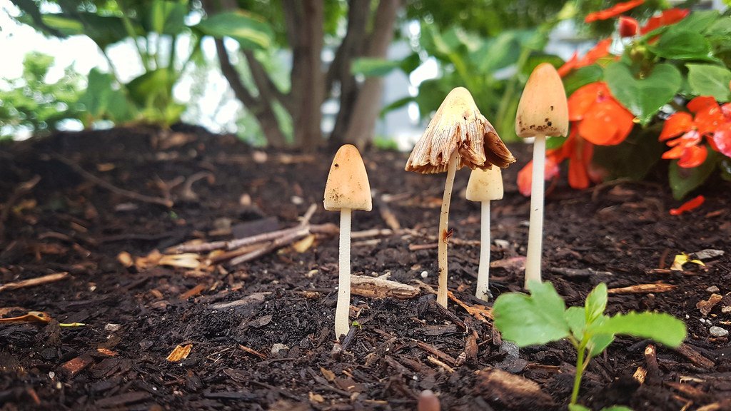 Petrichor: The Earthy Essence (image credits: flickr)