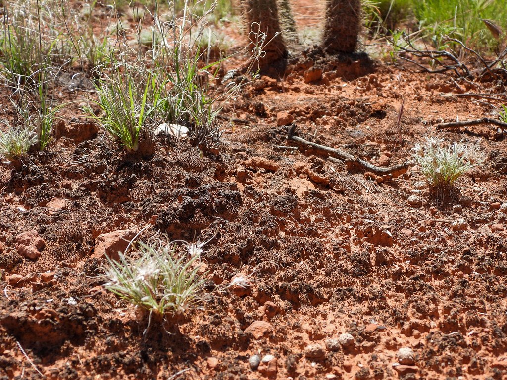 The Role of Bacteria in Scent Creation (image credits: flickr)