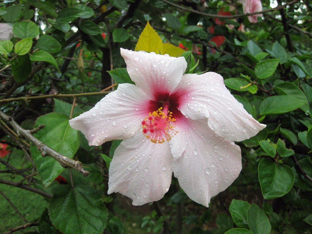 After-Rain Scent in Popular Culture (image credits: flickr)