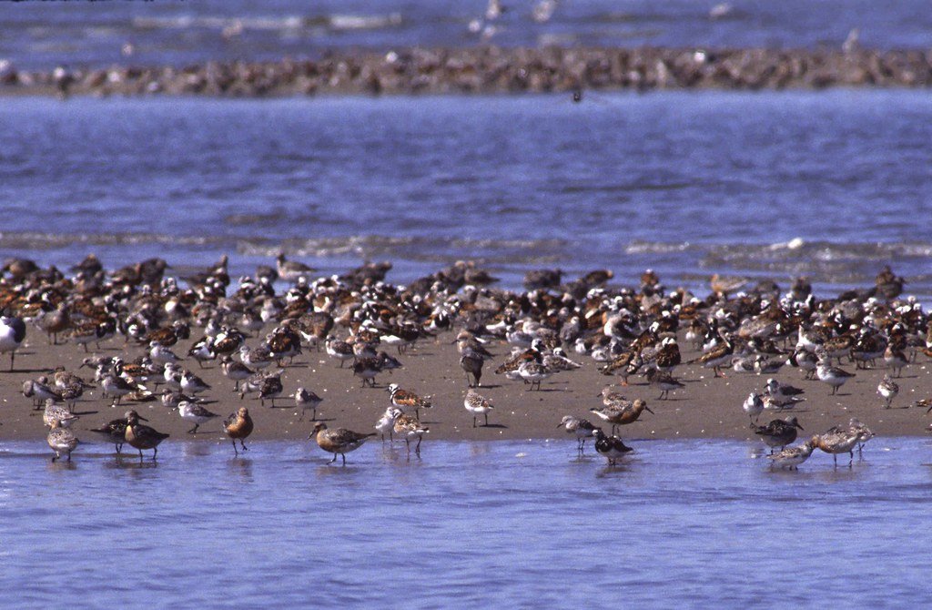 The Energetics of Migration Timing (image credits: flickr)
