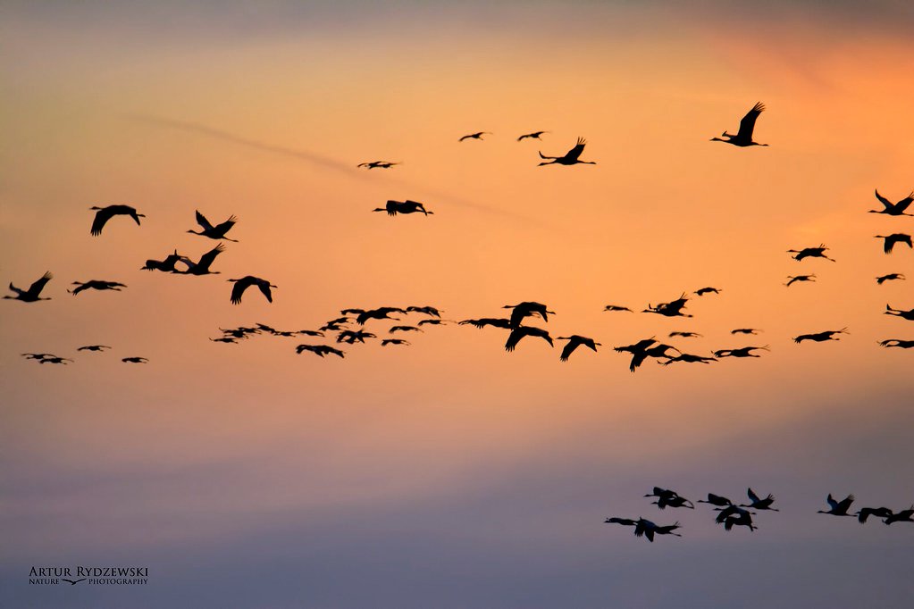 Conservation Implications of Migration Timing (image credits: flickr)