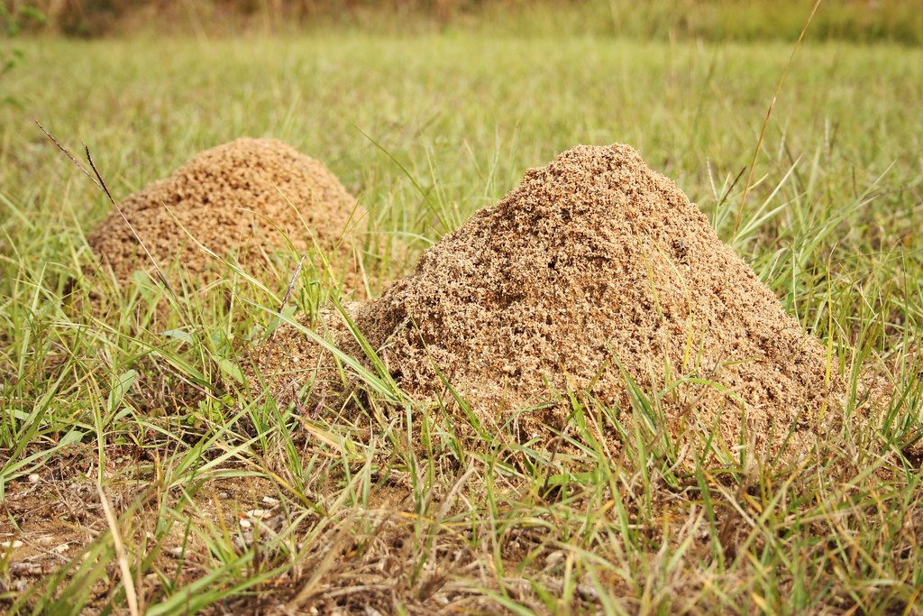 Ecosystem Engineers: How Fire Ants Reshape Landscapes (image credits: flickr)