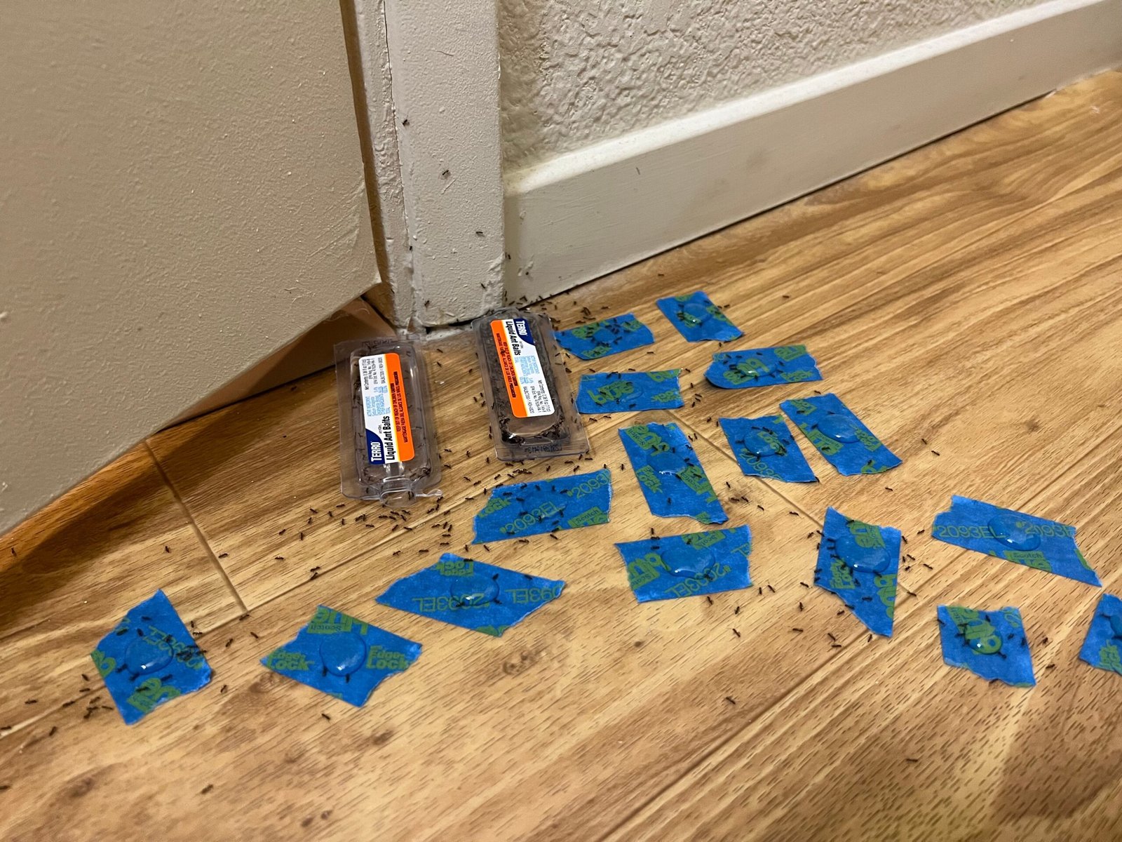 International Implications: Fire Ants Go Global (image credits: wikimedia)