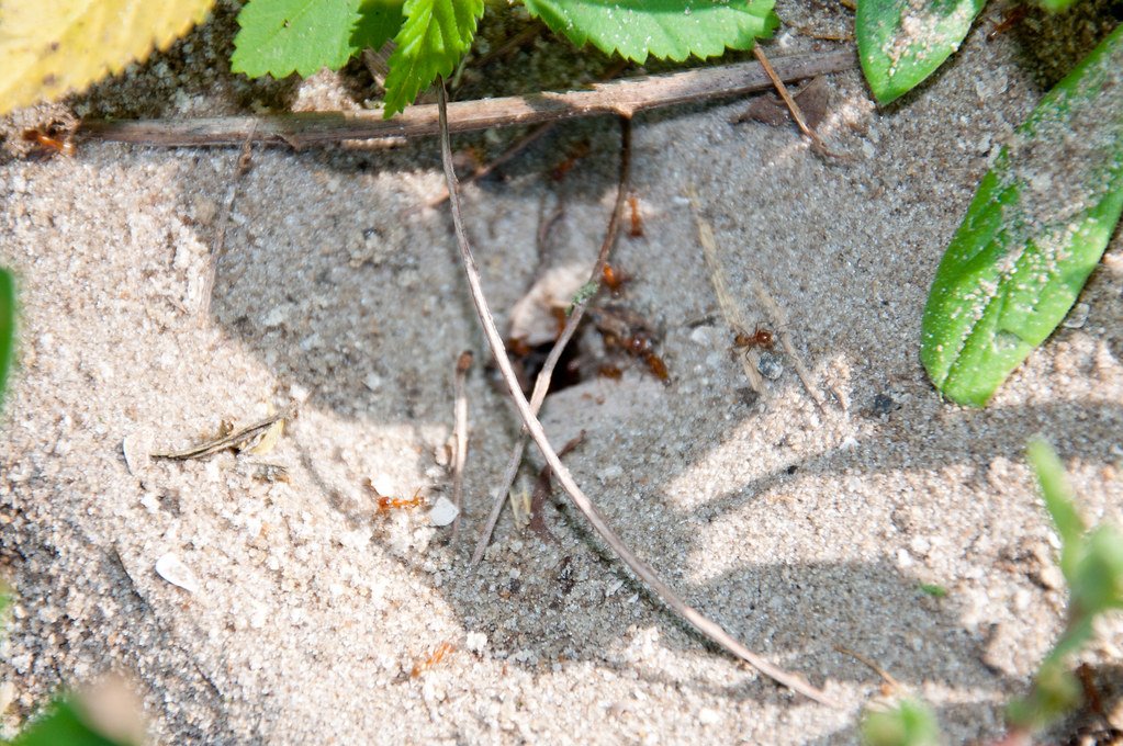 The Future Battle: What's Next for Fire Ant Control (image credits: flickr)