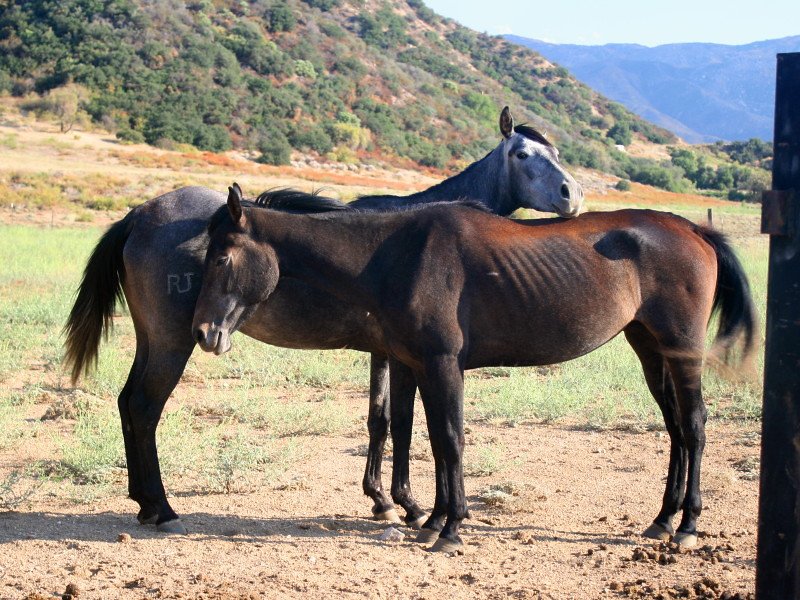 Ancient Horses Galloping Through Golden Gate Park (image credits: flickr)
