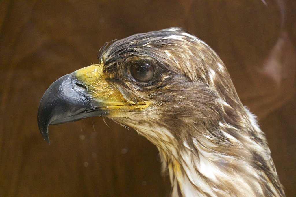 Prehistoric Birds That Soared Over the Fog (image credits: flickr)