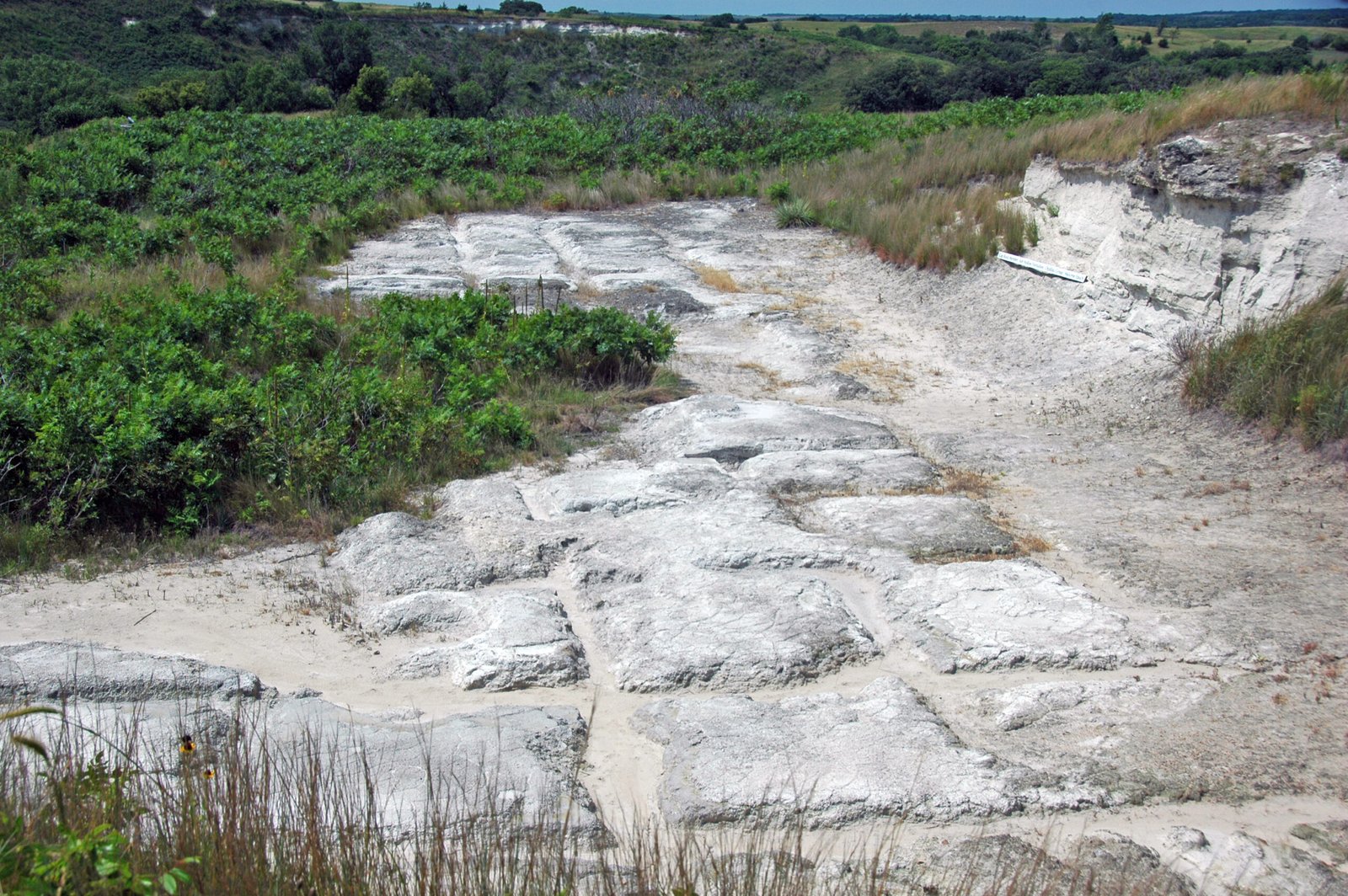 Volcanic Ash and Fossil Formation (image credits: wikimedia)