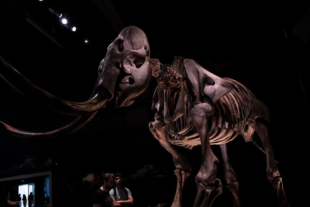 Ice Age Climate Revealed Through Fossils (image credits: flickr)