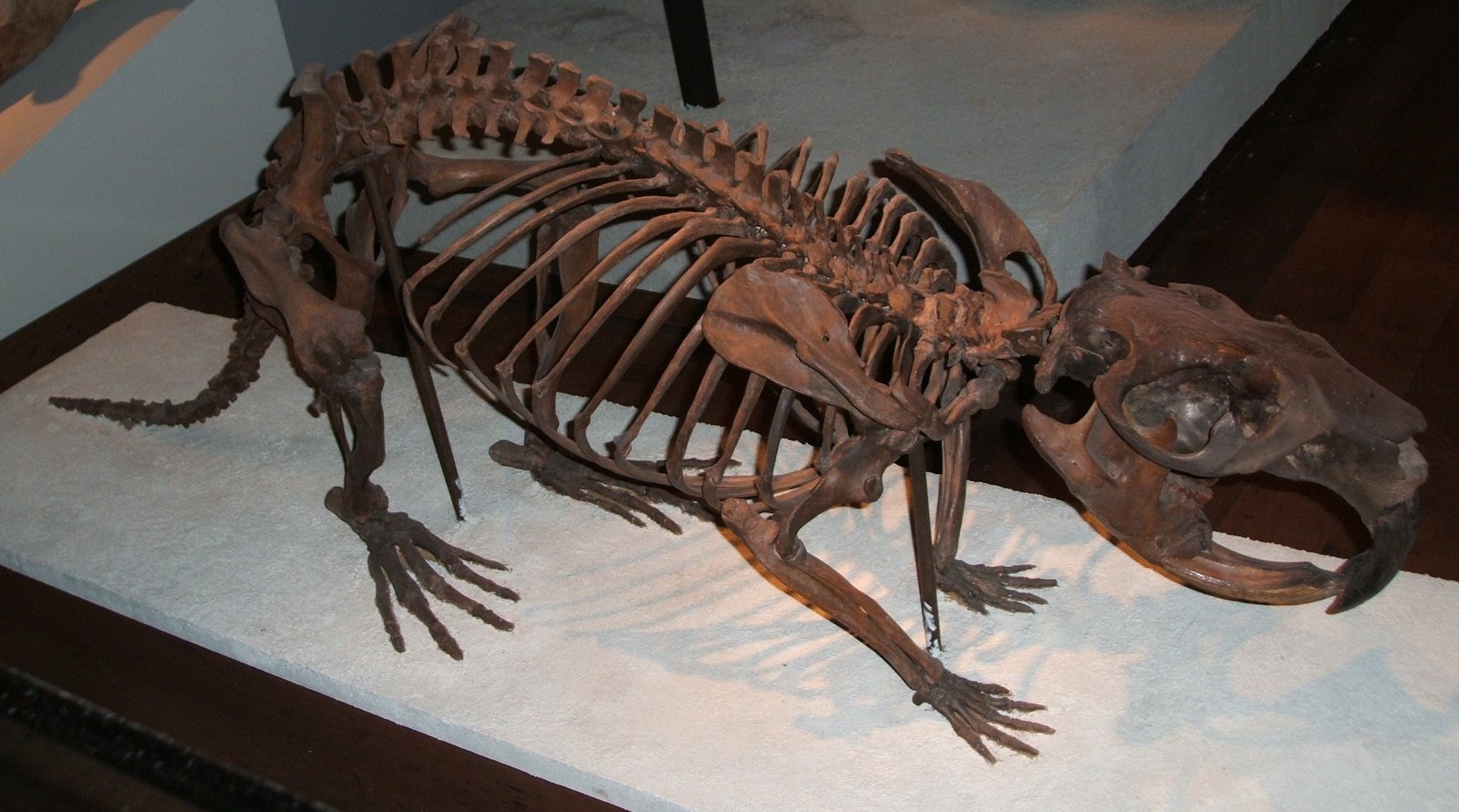The Giant Beaver's Bay Area Habitat (image credits: wikimedia)