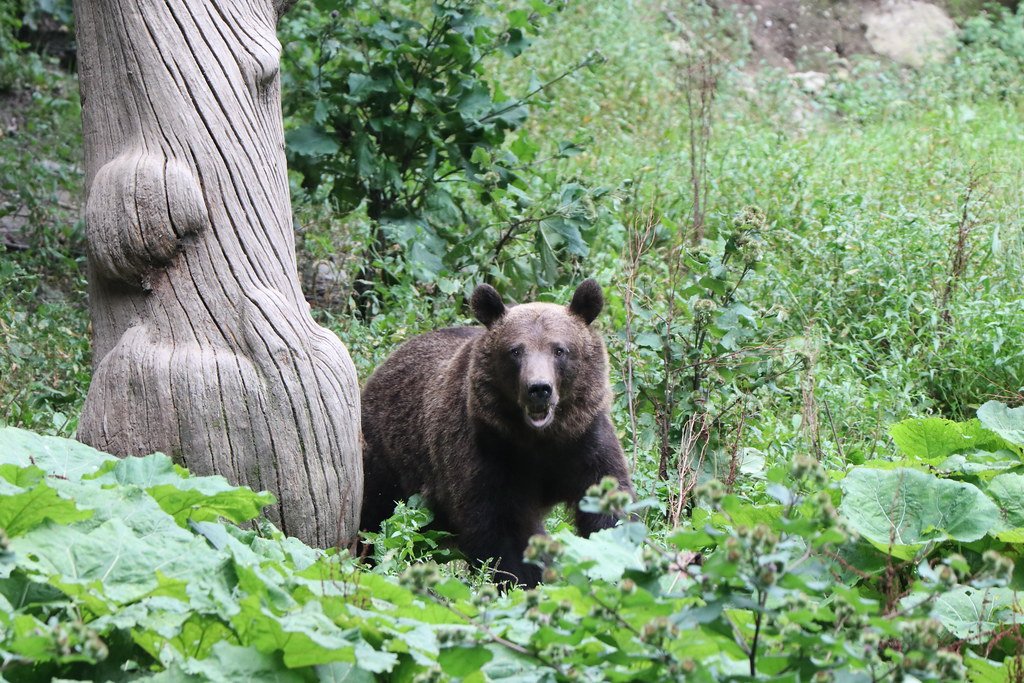 A Day in the Life at Romania's Bear Haven (image credits: flickr)