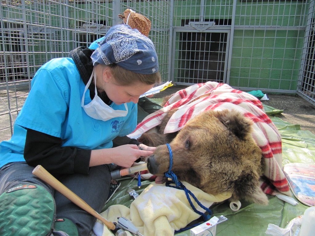 Innovative Veterinary Care for Giant Patients (image credits: flickr)