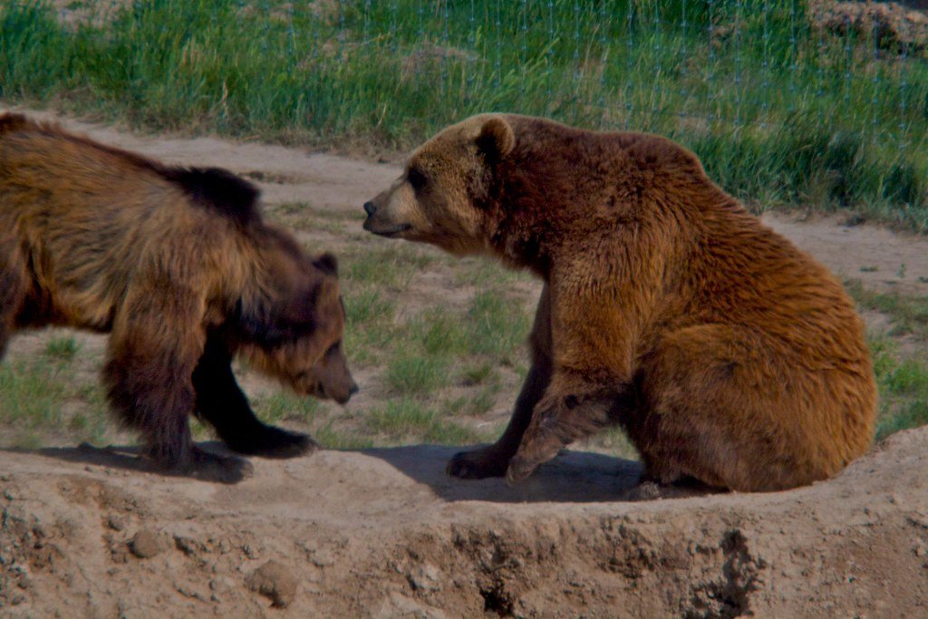 Beyond Rescue: Research and Scientific Discovery (image credits: flickr)