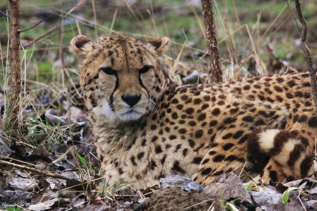 The Genetic Mystery: DNA in the Desert (image credits: flickr)