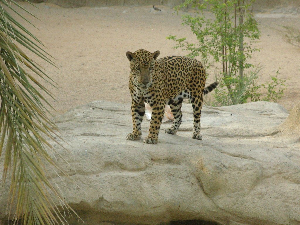 Human Encounters: Living with Legends (image credits: flickr)