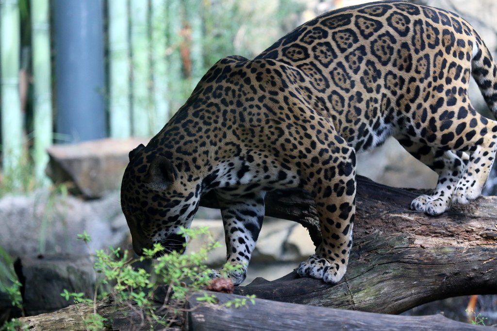 Conservation Success Stories: Hope in the Desert (image credits: flickr)