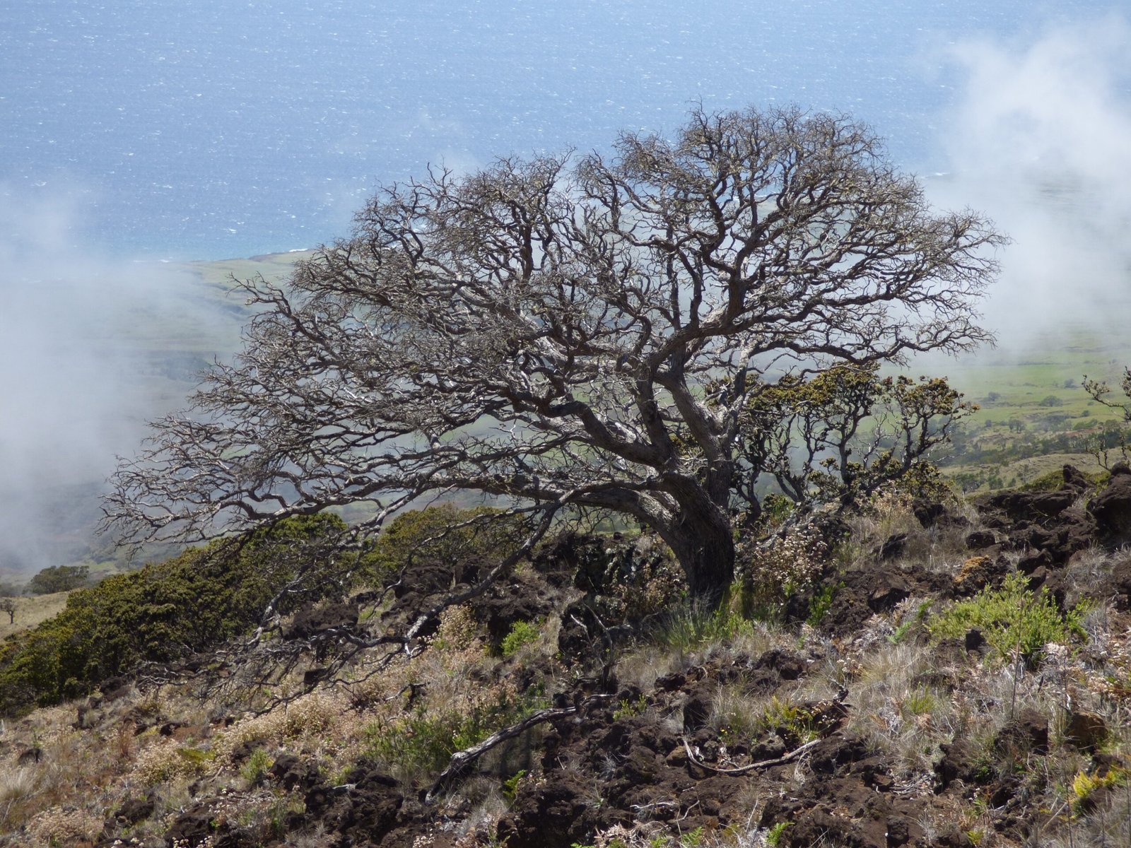 The Hawaiian Ohia Lehua Tree's Volcanic Mastery (image credits: wikimedia)
