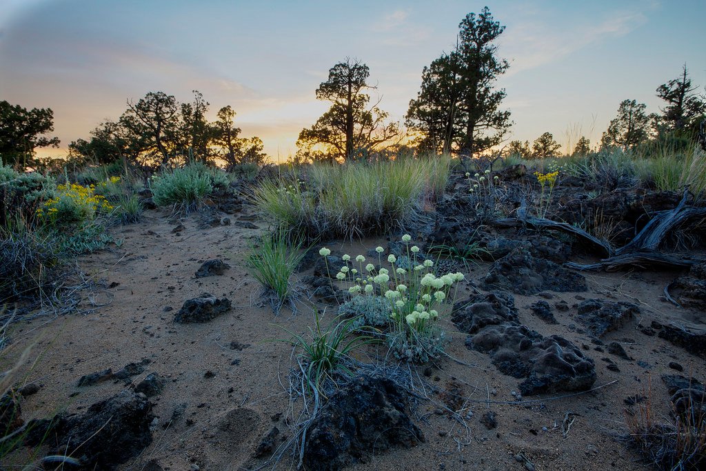Ash-Covered Survivors and Photosynthesis Tricks (image credits: flickr)