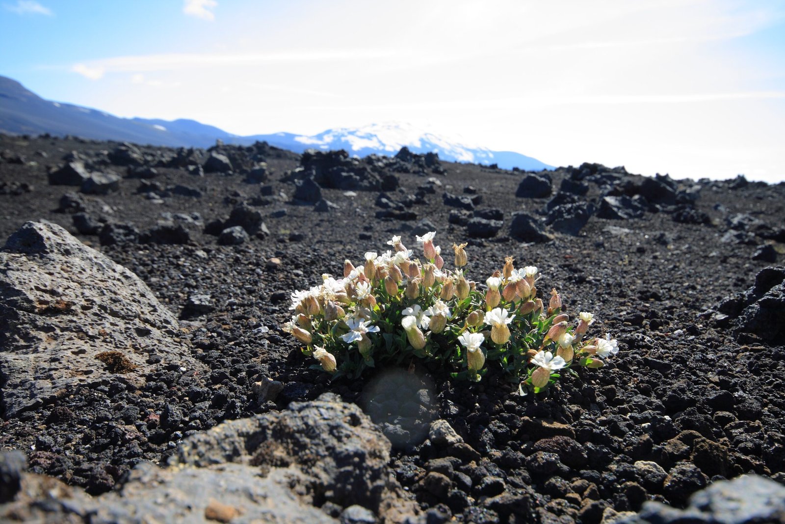 Flowering Against All Odds (image credits: wikimedia)