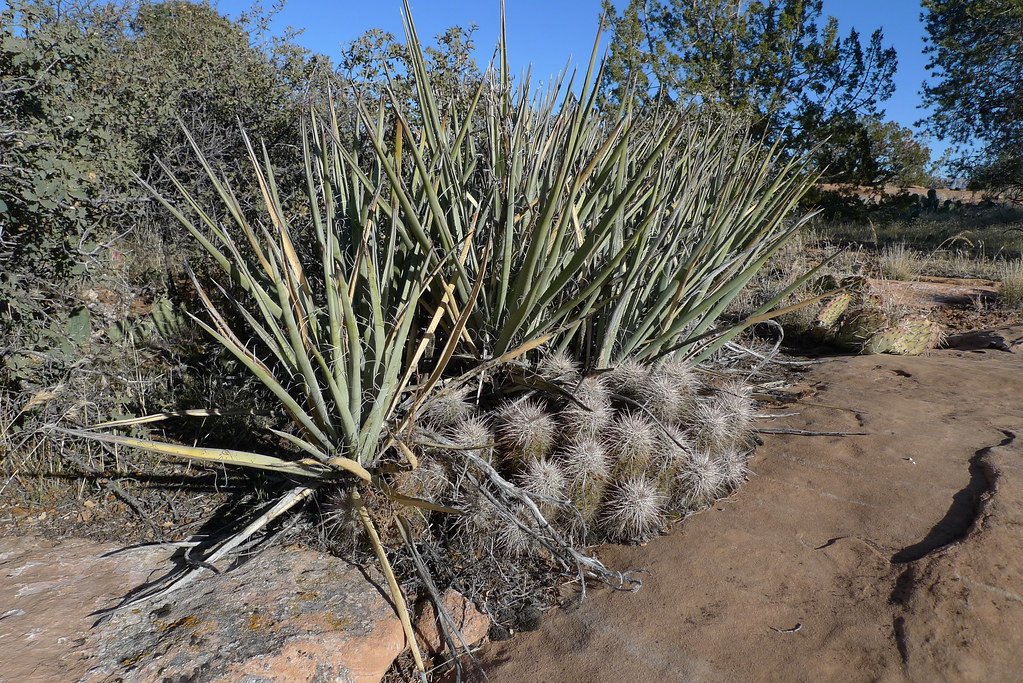 Desert Southwest: Beauty in Harsh Conditions (image credits: flickr)