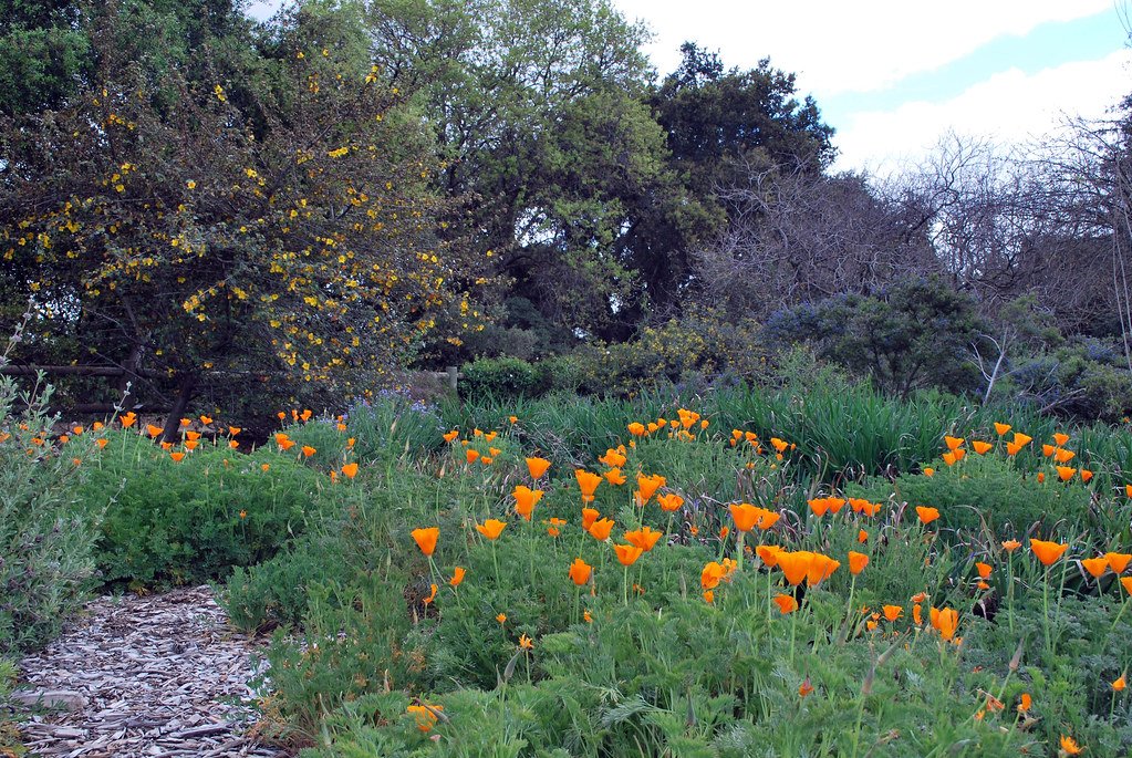 Seasonal Interest: Planning for Year-Round Beauty (image credits: flickr)