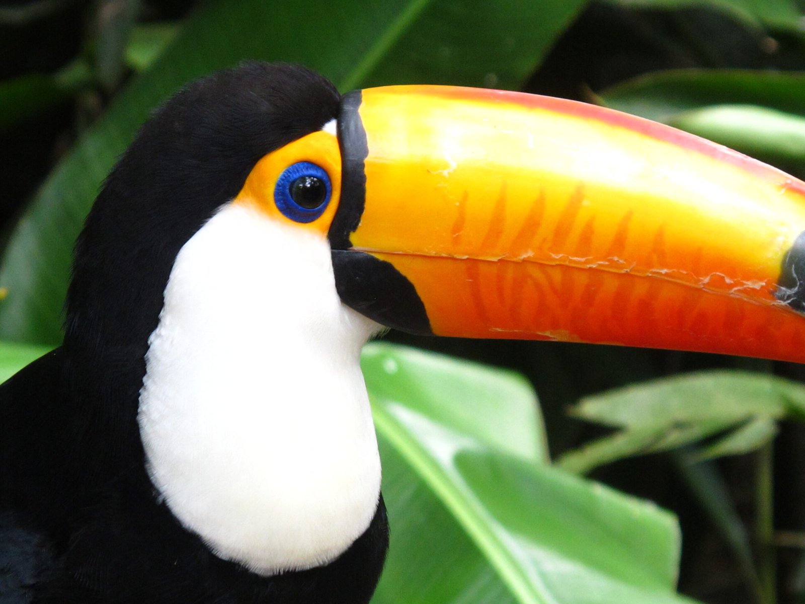 Inspiring Emotional Connections With Wildlife (image credits: wikimedia)