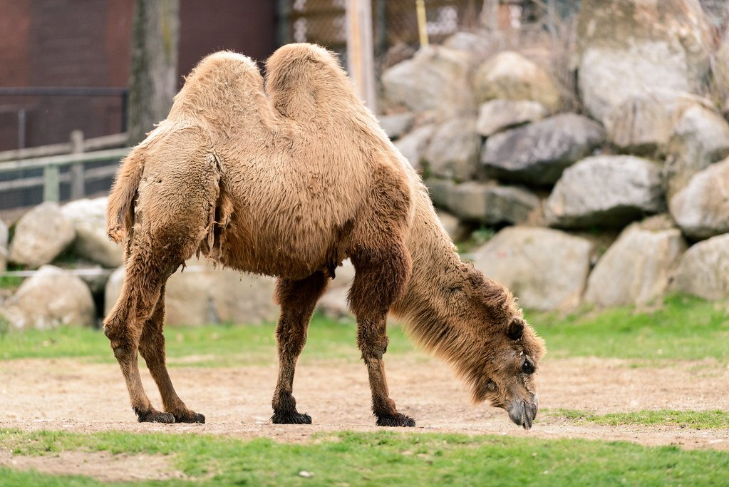 Fat-Filled Humps: More Than Meets the Eye (image credits: flickr)