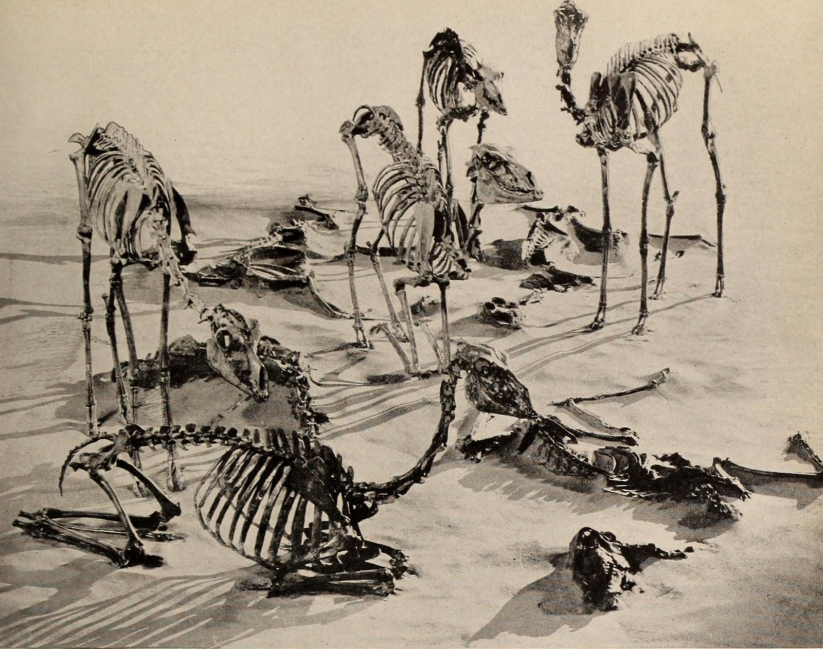 The Origins of Camels: Evolution on an Ancient Planet (image credits: wikimedia)