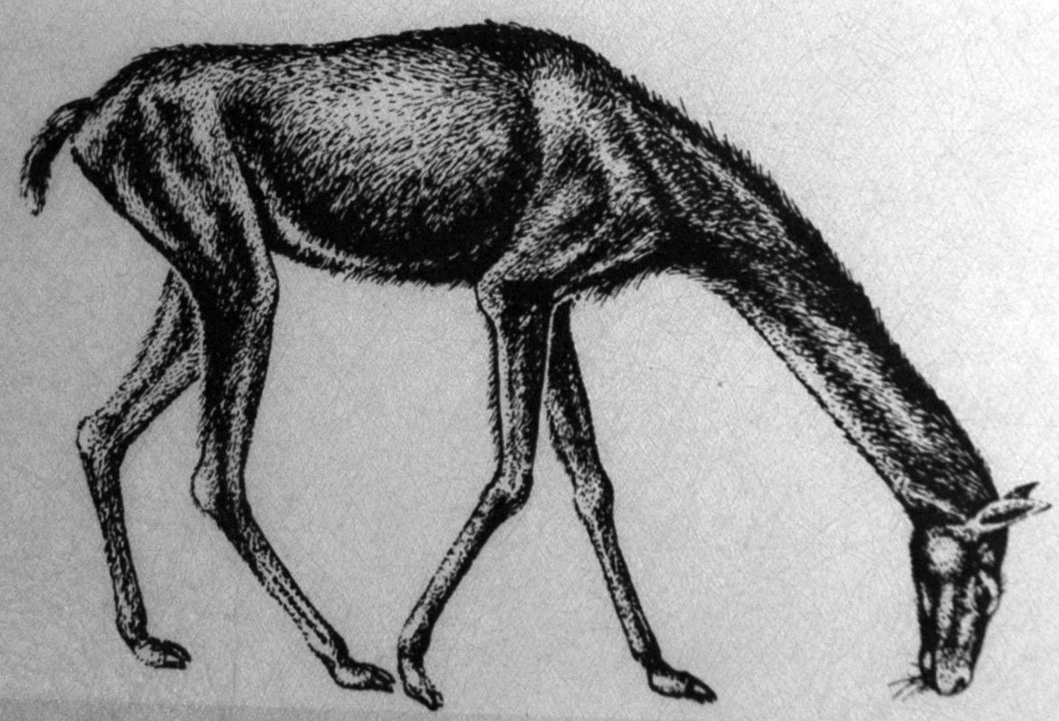 Scientific Research: Unlocking Genetic Secrets (image credits: wikimedia)