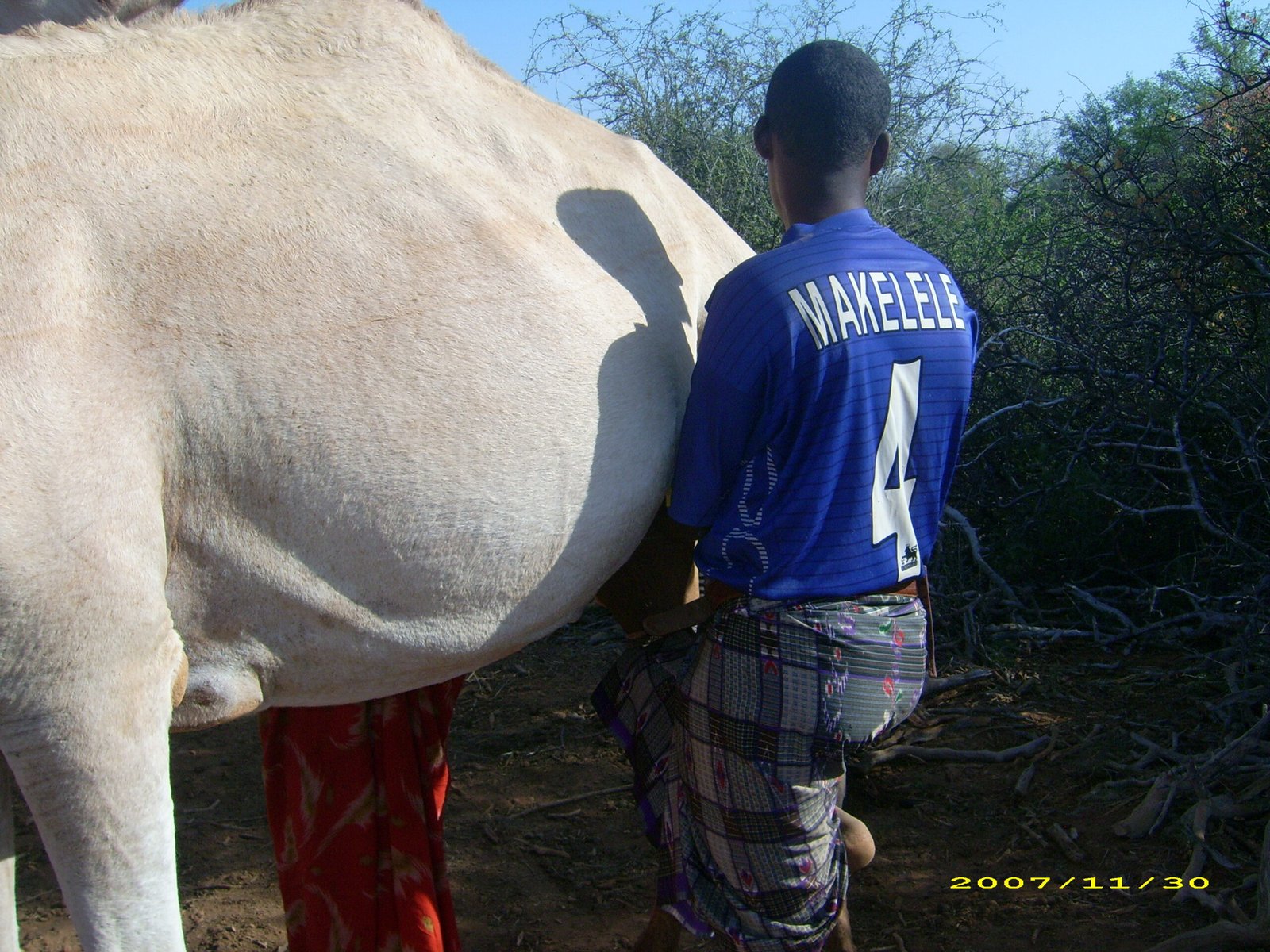 Modern Medicine: Camel Milk and Beyond (image credits: wikimedia)