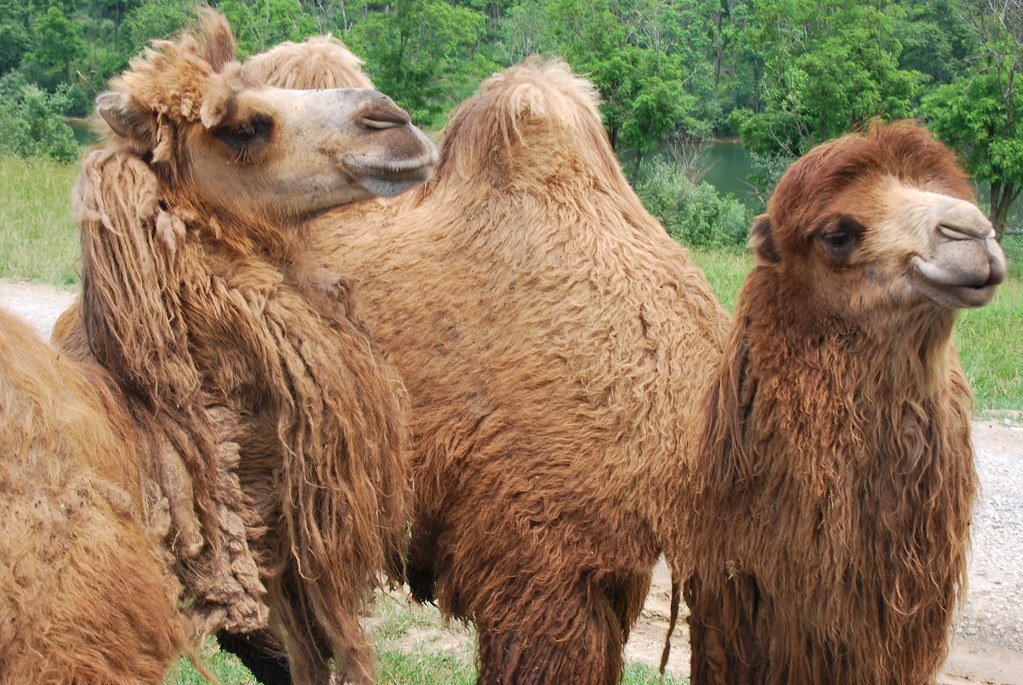 The Future of Camels: Innovation and Conservation (image credits: flickr)
