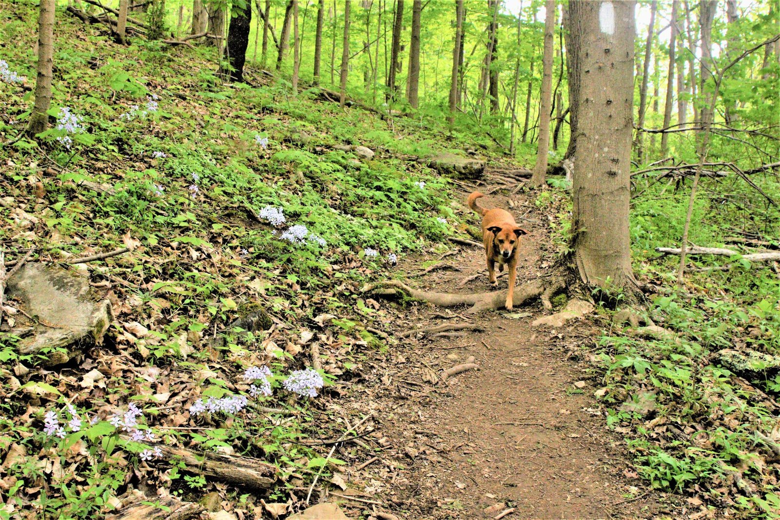 The Appalachian Trail’s Ancient Roots (image credits: wikimedia)