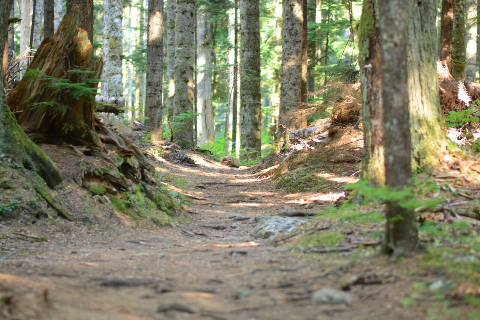 From Footpath to Wagon Road (image credits: wikimedia)