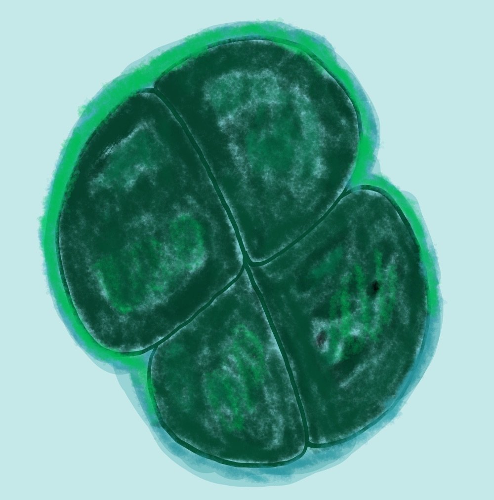 Radiation-Resistant Superorganisms (image credits: wikimedia)