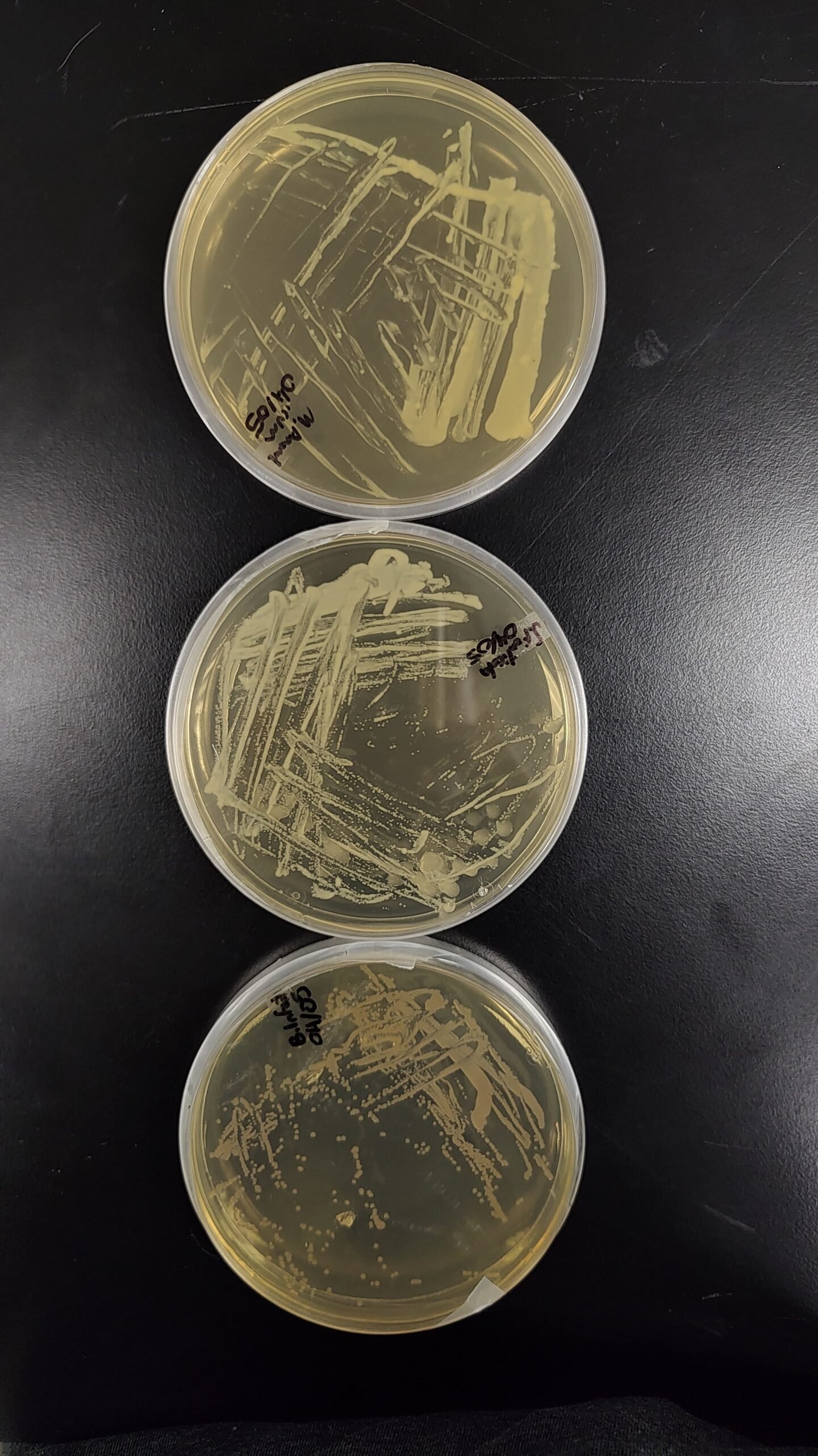 Chemical Factory Survivors (image credits: wikimedia)