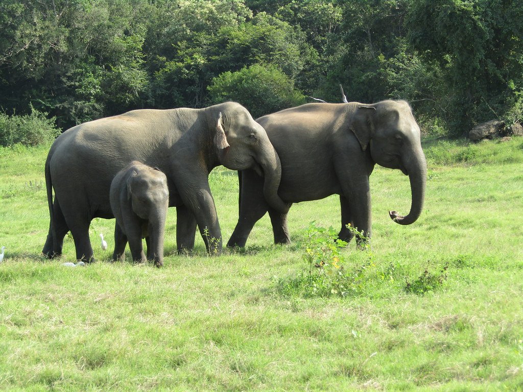 The Economics of Elephant Care (image credits: flickr)
