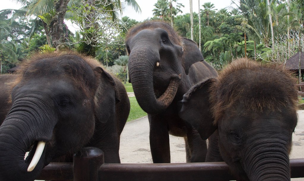Conservation Impact Beyond Tennessee (image credits: flickr)