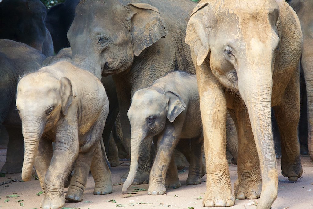 The Ripple Effect of Elephant Rescue (image credits: flickr)