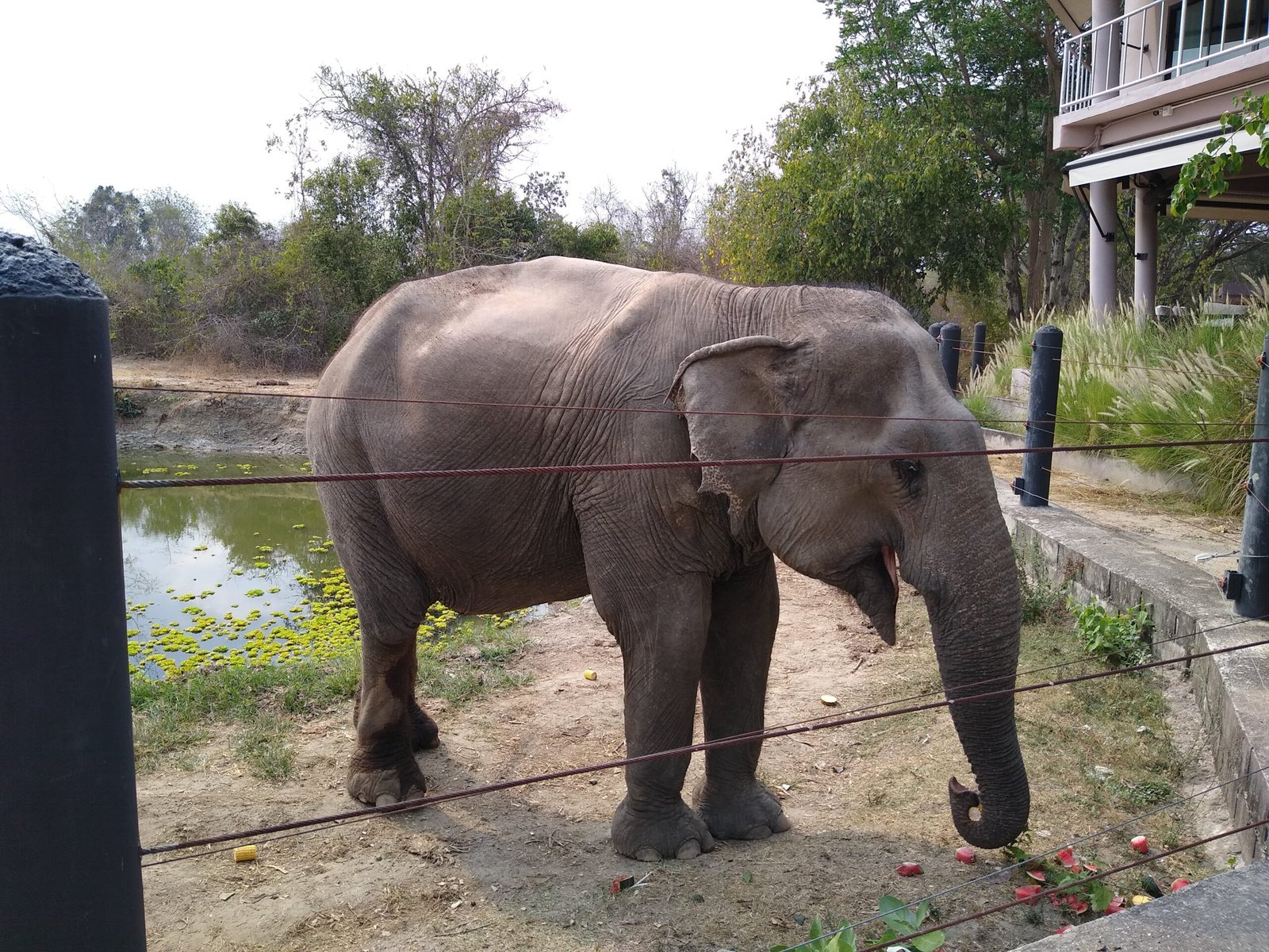 What Tomorrow Holds for These Gentle Giants (image credits: wikimedia)