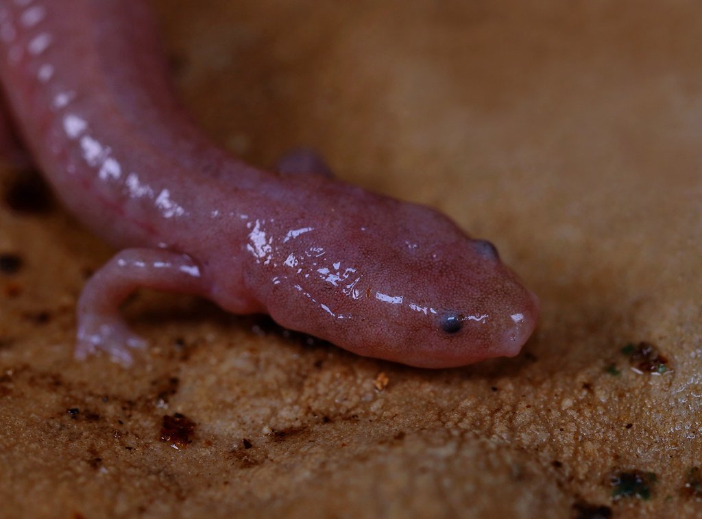 Discovering Unimaginable Life Forms (image credits: flickr)