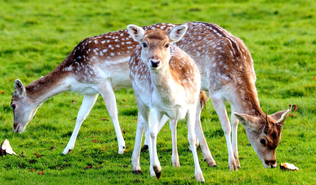 Human Encroachment and Unintended Hazards (image credits: flickr)