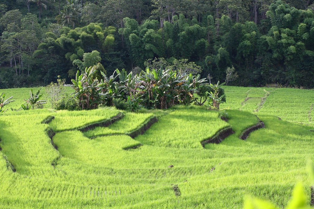 The Mysterious Island of Flores (image credits: flickr)